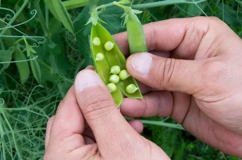 Checking the harvest of peas Stock Photos