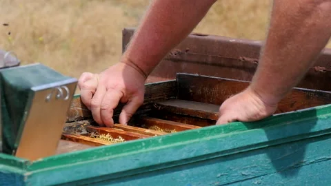 Checking the Hive on the Apiary Video stock 134943312