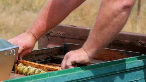 Checking Honey on an Apiary Stock Footage 134943066