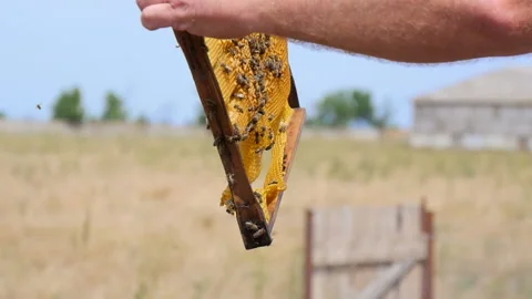 Checking the Honey Frame Stock Footage 134942914