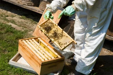 Checking a honeycomb Foto stock