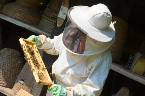 Checking a honeycomb Stock Photos