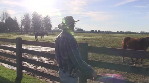 Checking on the horses Video stock 47170959