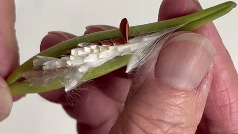 Checking a milkweed seedpod Stock Footage 219237368