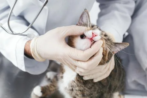 Checking the mouth of a cat Stock Photos