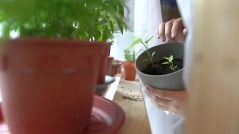 Checking my new plant Stock Footage 147069555