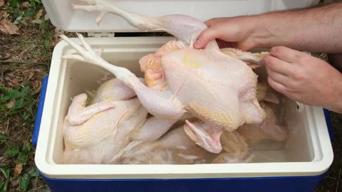 Checking or inspecting while grabbing freshly butchered and plucked broiler Stock Footage 250904138