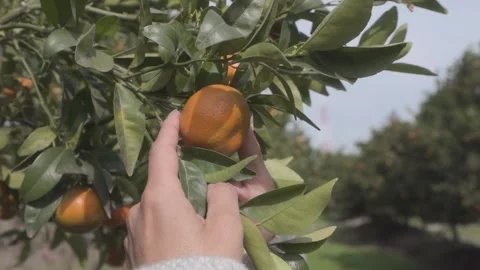 Checking an orange on a tree Stock Footage 266924268