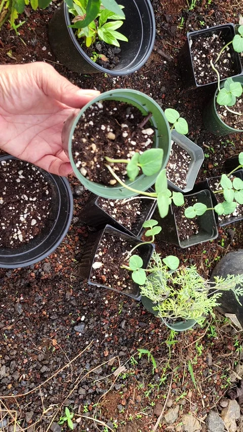 Checking out some new seedling starts in Hawaii, Pahoa, Hawaii Video stock 170587723