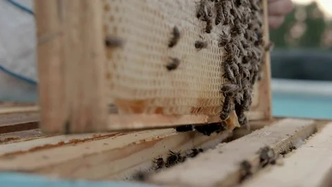 Checking the panels from the beehive. Close up of a honeycombs Stock Footage 117063897