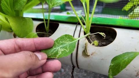 Checking for Pests on Green Bok Choy Leaves in a Hydroponic System Stock Footage 314361928