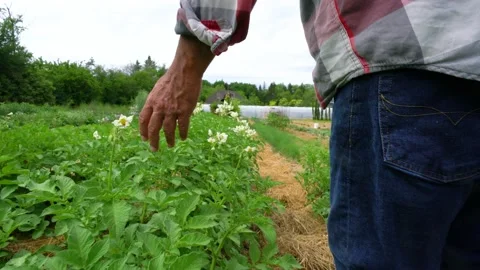 Checking the potato crop Stock Footage 156961306
