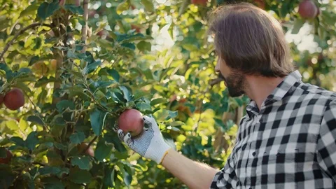 Checking the quality of apples Stock Footage 117354690