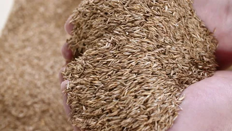 Checking the quality of grass seeds. Taking care of plant seeds. Lawn grass Stock Footage 153673068
