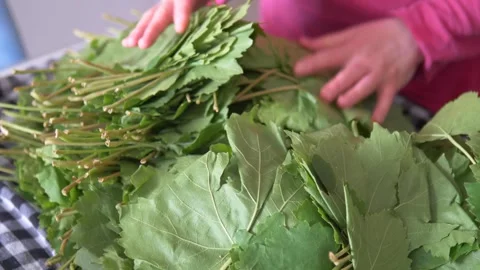 Checking the quality of raw grape leaf for stuffing leaves, vine leaf stuffin Stock Footage 246633081