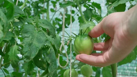 Checking the quality of vegetables during the growth process in the greenhouse Stock Footage 281189333