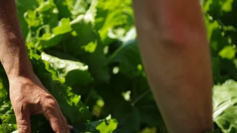 Checking The Quality Of Vegetables 스톡 동영상 127040353