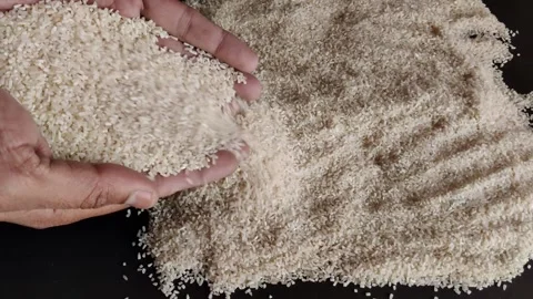 Checking the Quality of White Uncooked Dry Broken Rice for Purity and Selection Stock Footage 303279804