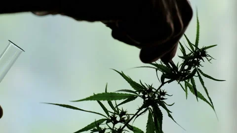 Checking the quality of wild hemp. Silhouette. Hands in gloves remove the seed f Stock Footage 94919349