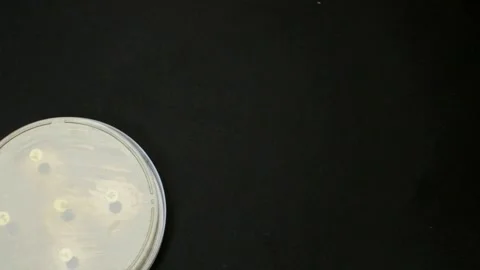 Checking results for antimicrobial resistance Disk Diffusion Assay. Antibiogram Stock Footage 163216628