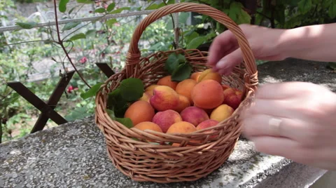 Checking ripe apricots, healthy summer fruits, basket, hands, garden Stock Footage 52607873