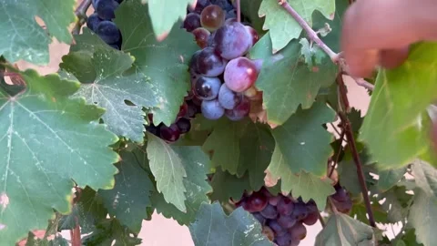 Checking Ripe Dark Purple Grapes on Vineyard Vine Stock Footage 345304399