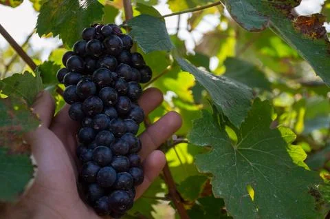 Checking the ripeness of black grapes Stock Photos