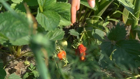 Checking Ripening of Strawberries in a Garden Stock Footage 111981539