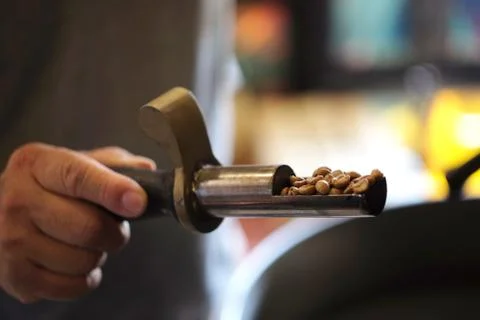 Checking roasted coffee beans are ready. Stock Photos