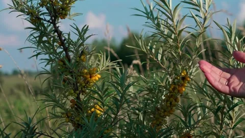 Checking sea buckthorn for ripeness Stock Footage 324501546
