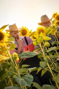 Checking seed development and looking for parasites with magnifying glass Foto stock