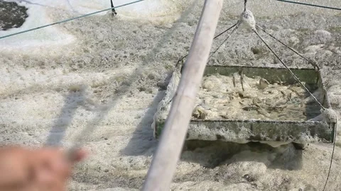 Checking Shrimp Growth and Population Using Feeding Tray in Aquaculture Pond Stockbeeldmateriaal 337443909
