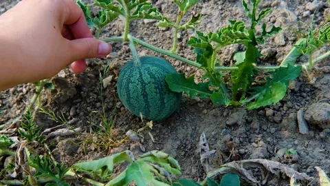 Checking on a small growing watermelon 動画素材 93582069