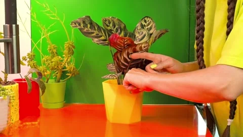 Checking soil moisture by hand in houseplant pot Stock Footage 337305261