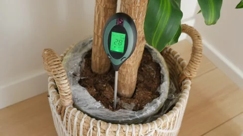 Checking soil moisture level in a plant pot Stock Footage 341069653