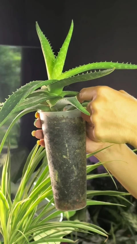 Checking Soil Moisture Before Watering Aloe Vera Stock Footage 337291232