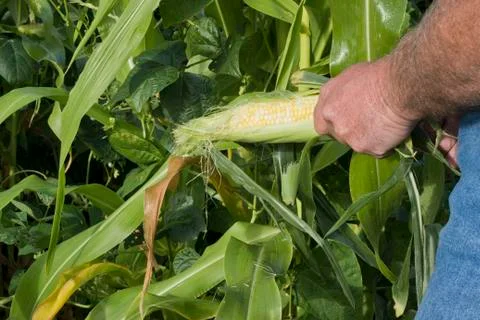 Checking sweet corn 库存照片