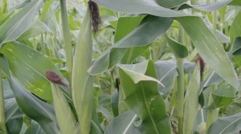 Checking sweetcorn for ripeness Stockbeeldmateriaal 12025035