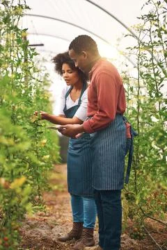 Checking on their crops. Full length shot of young farm couple using a tablet Stock Photos
