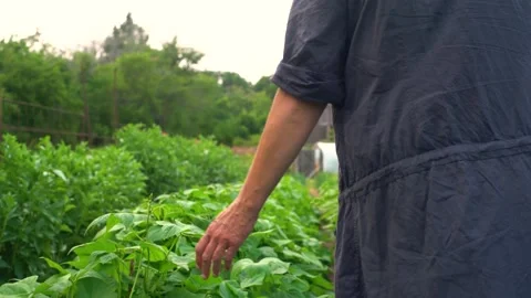 Checking the vegetable crop Stock Footage 157552150
