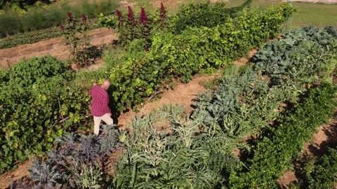Checking the vegetable crops Stock Footage 160118666