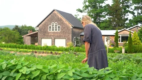 Checking the vegetable garden Stock Footage 157552183