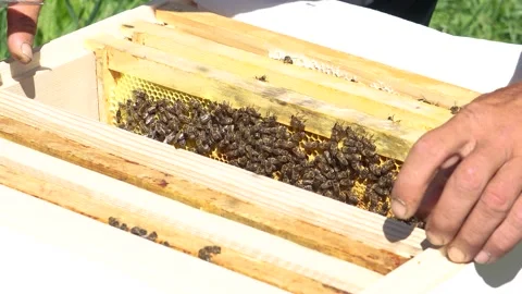 Checking wax boards for bees from hives, work in the apiary Stock Footage 315869204
