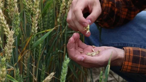 Checking wheat grains in the field. Farmer at work Video stock 175985930