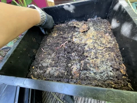 Checking on wormery and closeup in the end with worm eggs Stock Footage 220715349