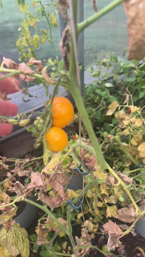 Checking yellow cherry tomatoes at end of harvest season vertical video Video stock 344099840