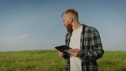 Checking the yield of wheat fields. Farmer with a tablet Stock Footage 234264460