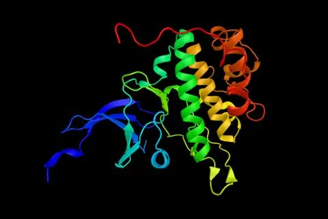 Checkpoint kinase 1, which coordinates the DNA damage response (DDR) and ce.. Stock Illustration