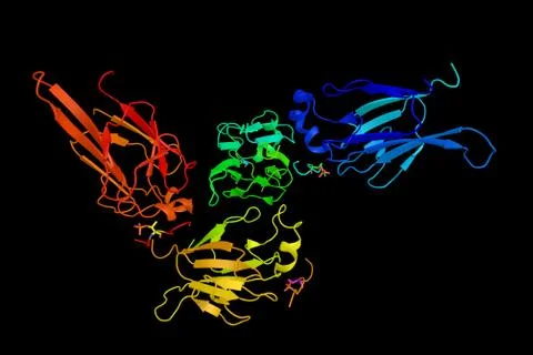 Checkpoint kinase 2, which operates in an intricate network of proteins to .. Stock Illustration