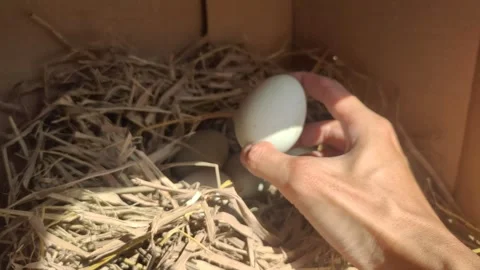 Checks One of The Fresh Duck Eggs from A Dry Straw Nest Stock Footage 316106526